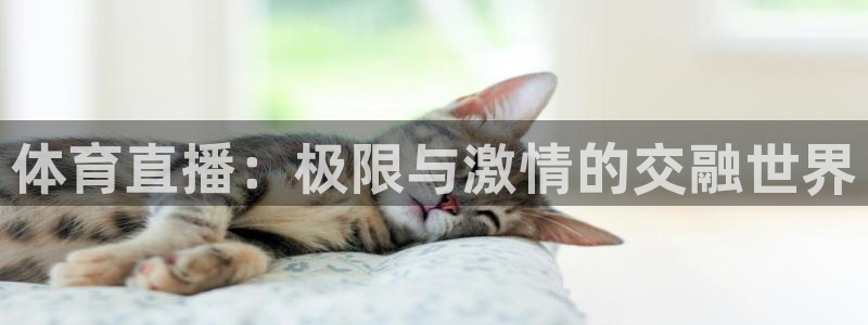 178nba直播：体育直播：极限与激情的交融世界